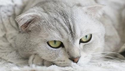 高价求一个套医保卡的黄牛南京的最新政策(2025年南京收医保卡买药分享)